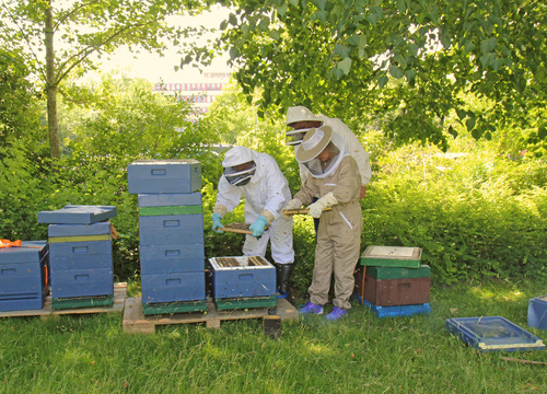 Das Bild zeigt mehrere Bienenstöcke auf dem Klinikgelände Husum. Einer dieser Bienenstöcke wird von zwei Imkern, die Mitarbeiter des Klinikums sind, kontrolliert